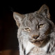 canada lynx alt text